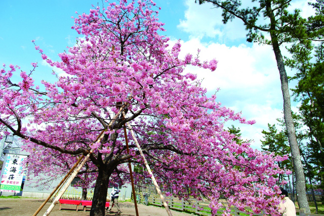 しらこ温泉桜祭り／白子町