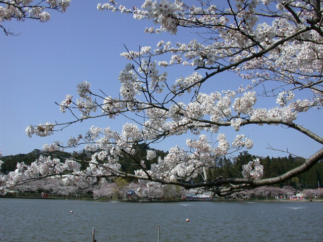東金桜まつり／八鶴湖