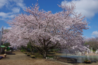 にじの池の桜