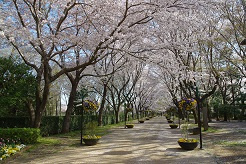 北ゲートの桜並木
