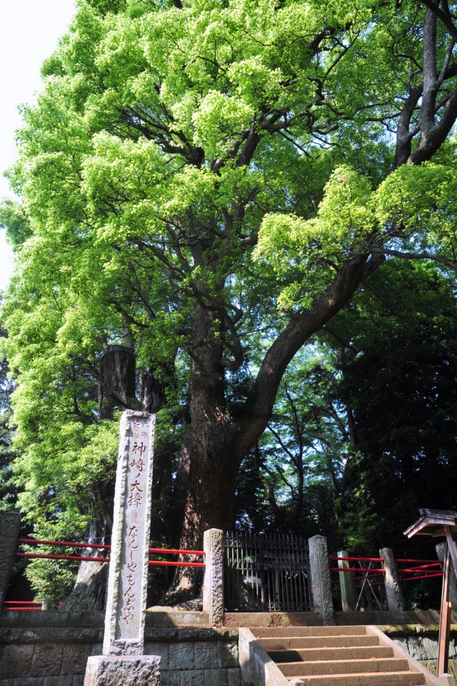 神崎神社・なんじゃもんじゃの木