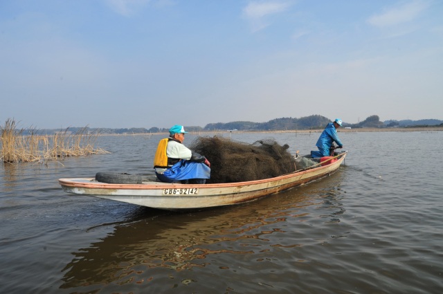 印旛沼・ボサ漁