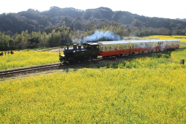 小湊鐡道　トロッコ列車と菜の花(石神菜の花畑）