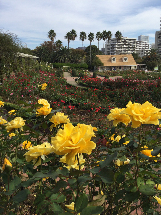 谷津バラ園