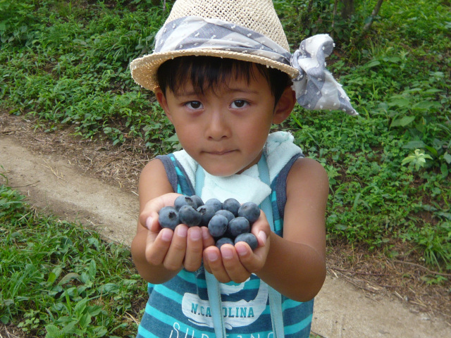 木更津のブルーベリー