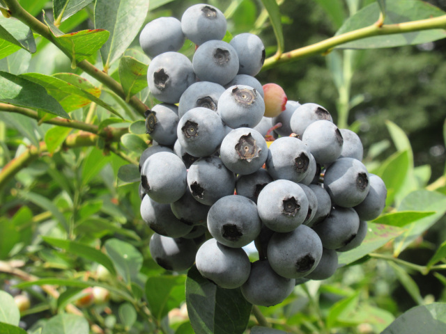 木更津のブルーベリー