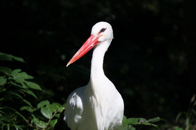 市川市動植物園