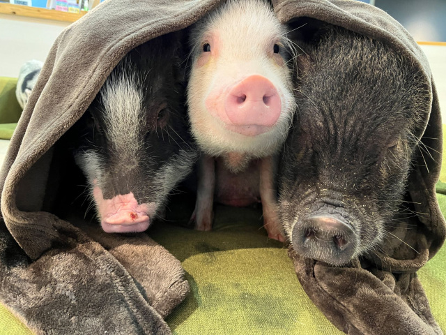 市川市動植物園