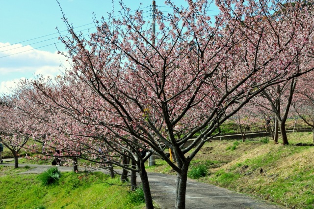 抱湖園の「元朝桜」