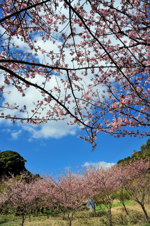 抱湖園の「元朝桜」