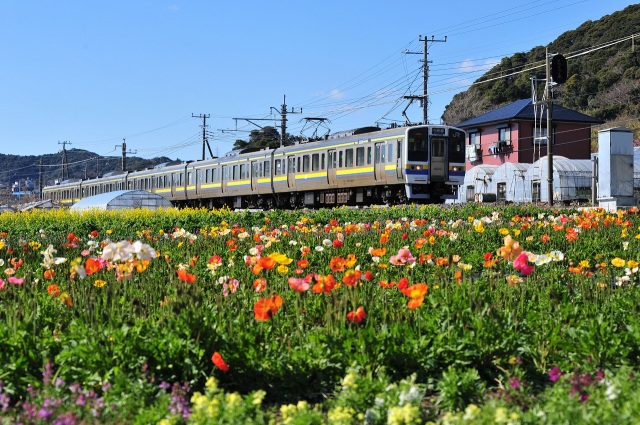 和田町花と電車