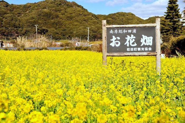 和田町菜の花畑