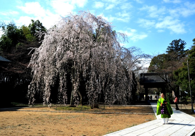 栄福寺・板尾の桜