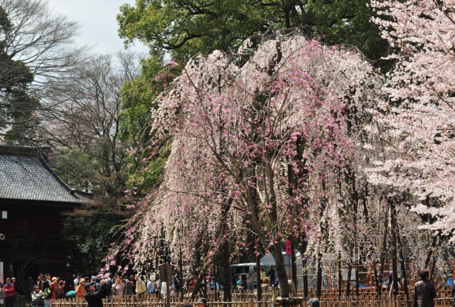 市川市・弘法寺の桜