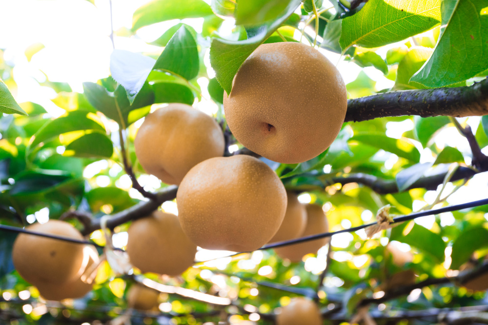 千葉県で梨狩りを楽しもう！品種や旬、周辺のおでかけスポットも紹介