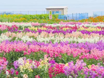 千葉でおすすめの花摘みスポット15選！周辺のおすすめ観光地も紹介