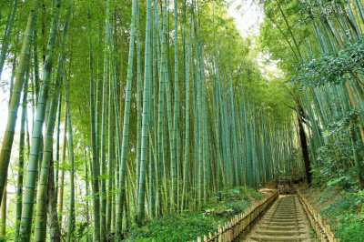 【佐倉市サイクリング】佐倉城下町周遊コース