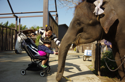 千葉・市原ぞうの国＆サユリワールド攻略ガイド！ぞうさんと距離感ゼロの感動体験