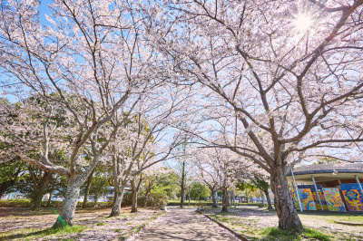 【栄町サイクリング】栄町サイクリングコース
