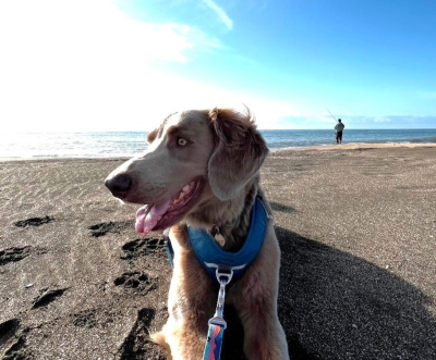 雄大な自然が広がる千葉・九十九里で愛犬と絆を深める“ドッグフレンドリー”なスポット6選をご紹介！