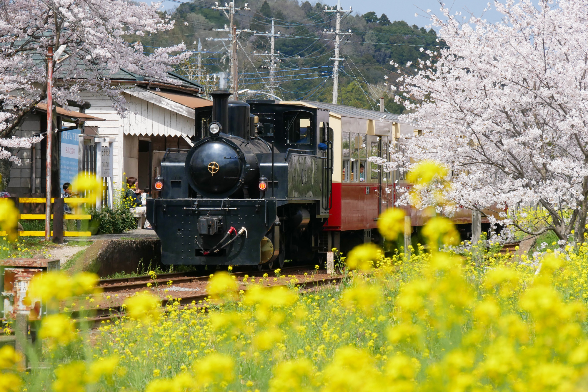 ベストシーズン到来！菜の花満開の千葉･小湊鐵道沿線を遊び尽くそう