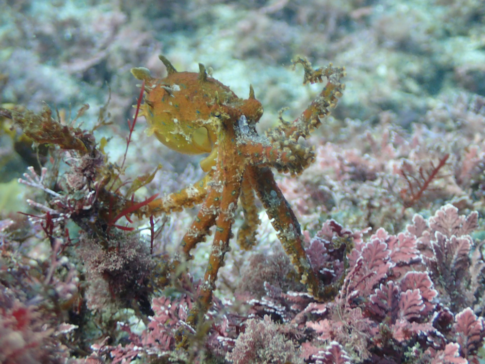 海の危険生物図鑑