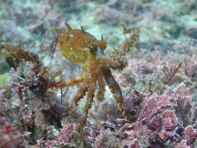 海の危険生物図鑑