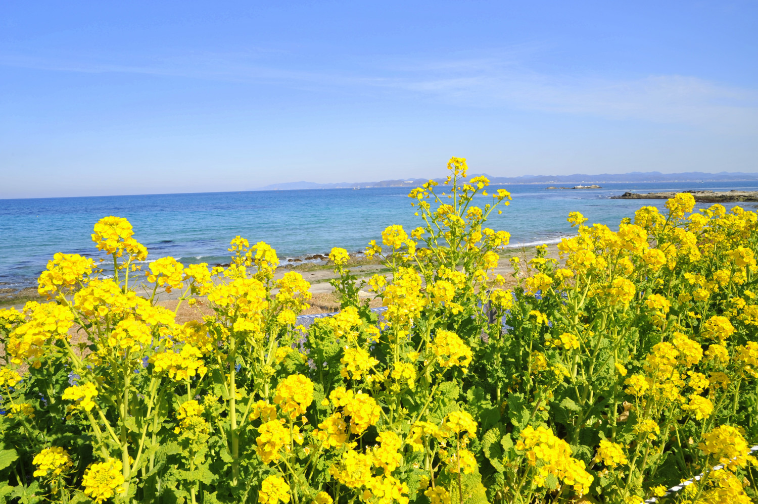 館山で味わう至福の癒し旅｜グルメと温泉、自然や歴史まで～人気の観光スポットをご紹介！【2026年】