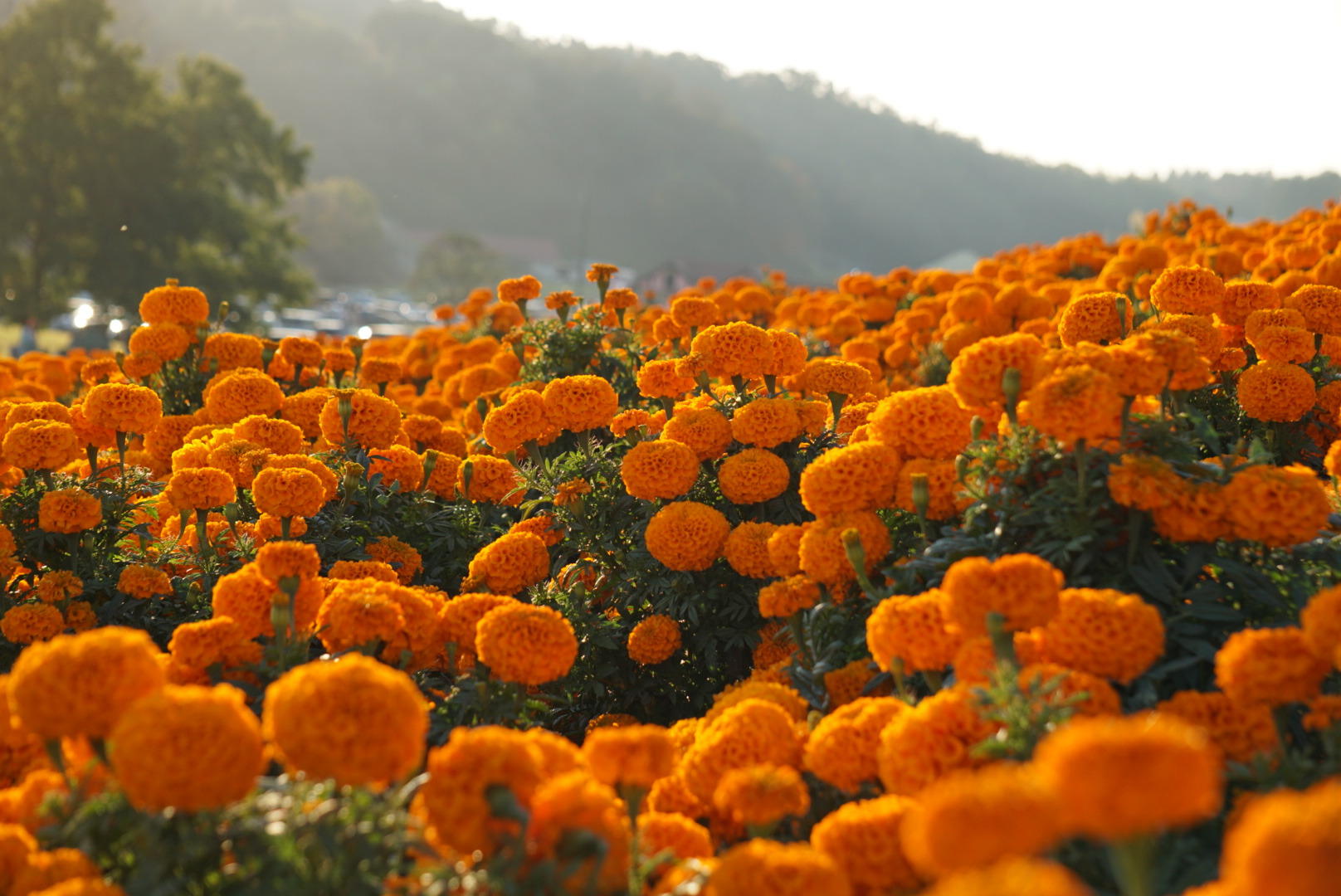 マリーゴールド：10月下旬〜11月中旬　黄色とオレンジ色の4万株の花畑が広がります