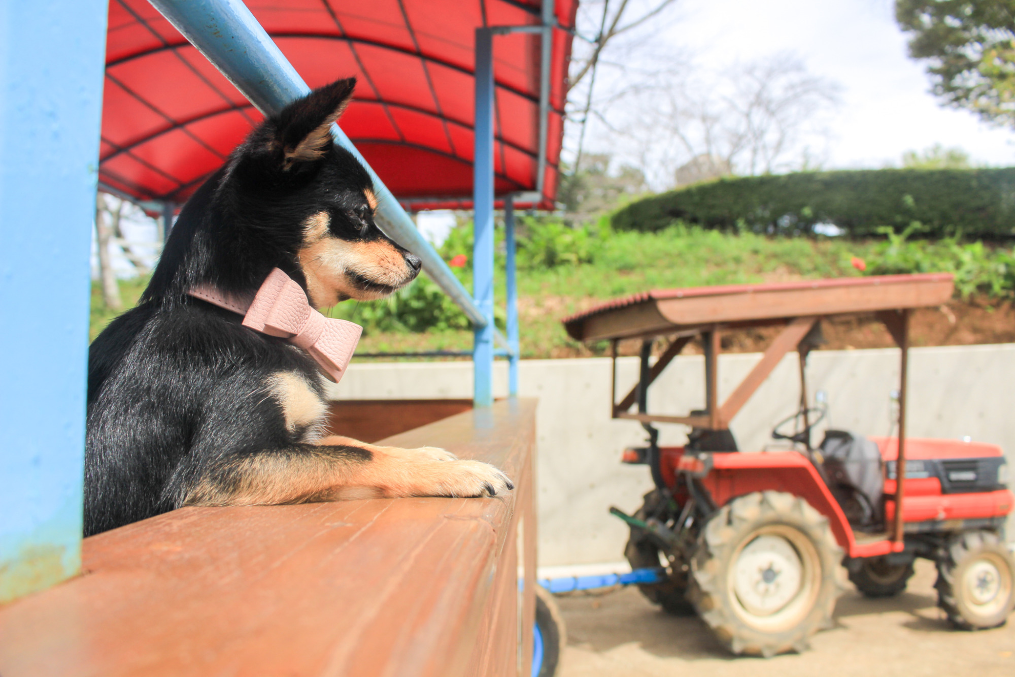 成田ゆめ牧場乗り物犬