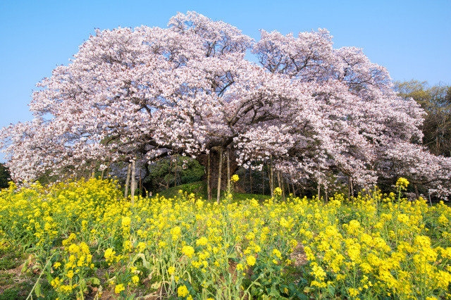 千葉の桜の名所・お花見情報
