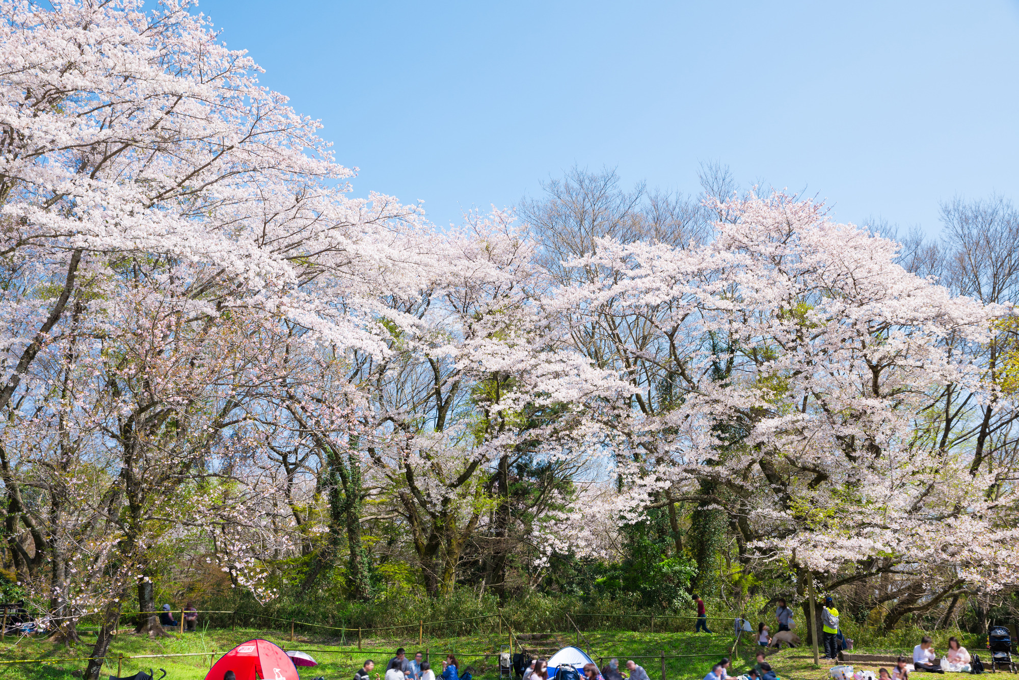 【春】佐倉城址公園の桜