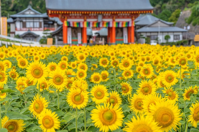 満願寺とひまわり