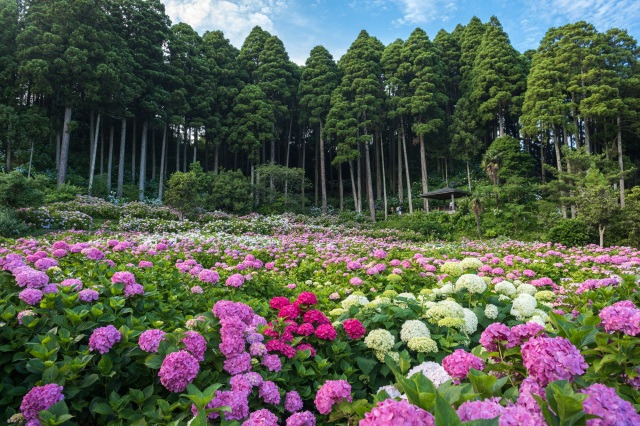 服部農園あじさい屋敷／茂原市