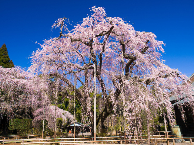 千葉の桜の名所・お花見情報