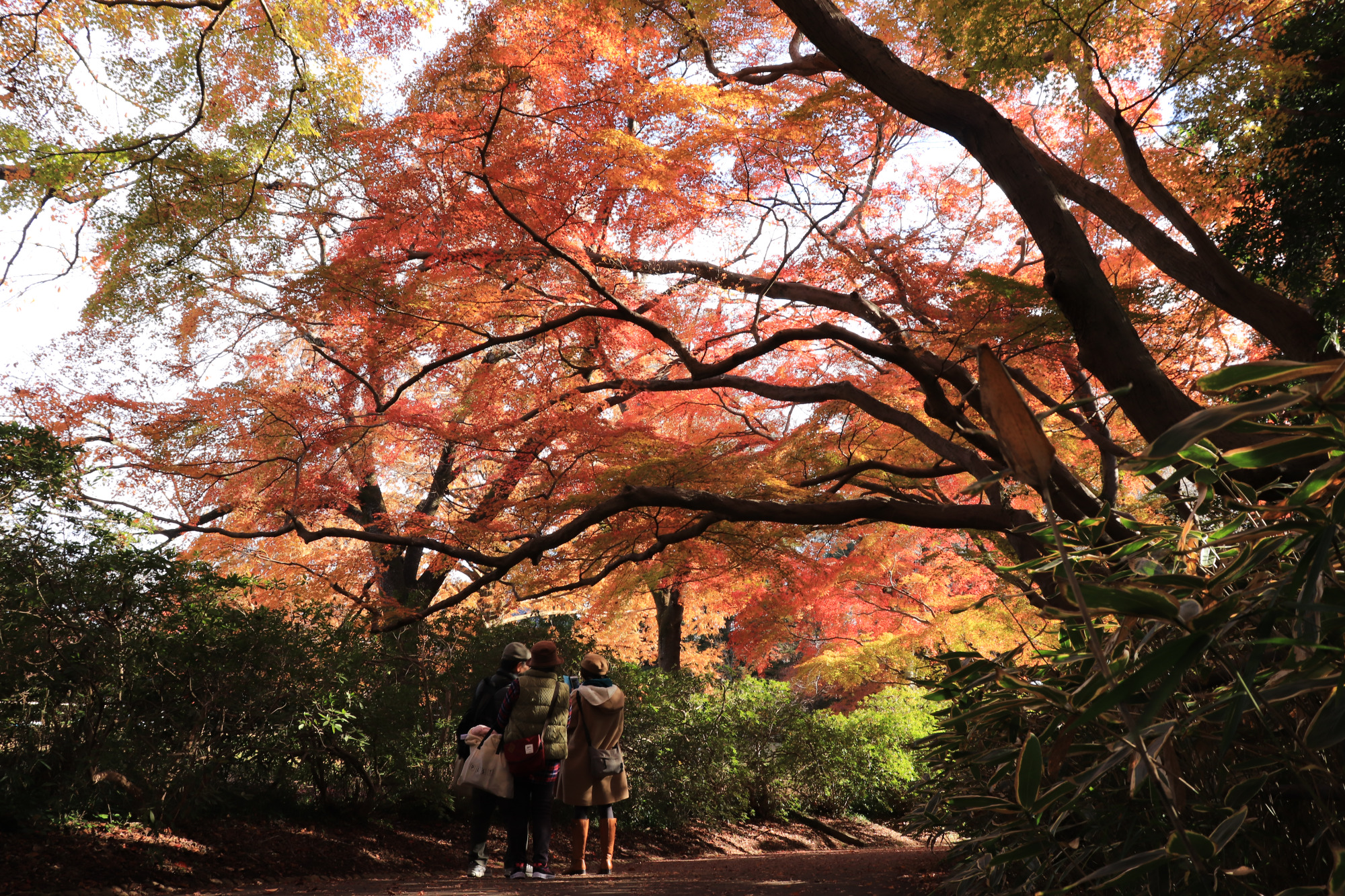 紅葉