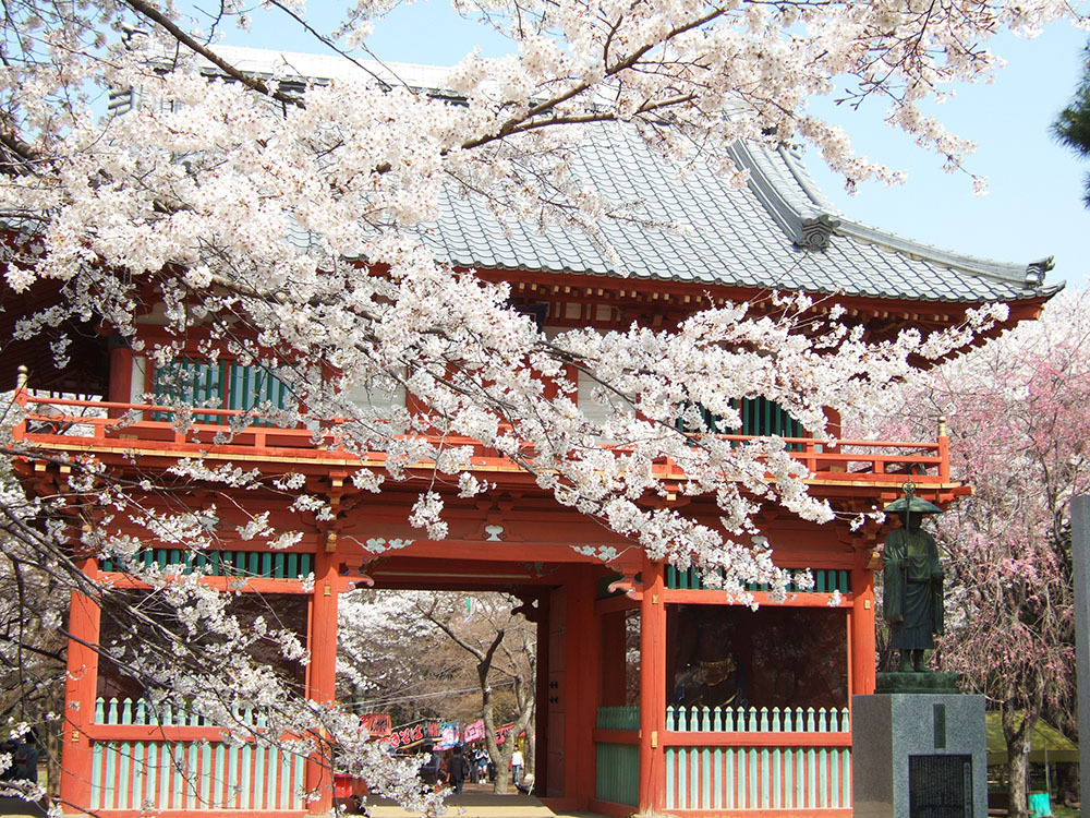 桜と仁王門