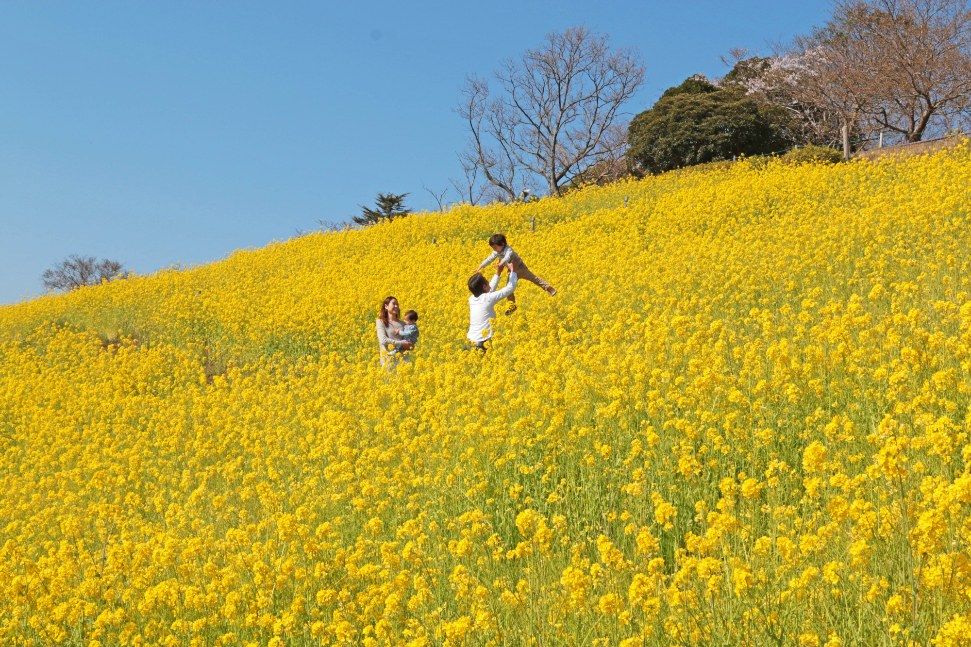 千葉の菜の花特集