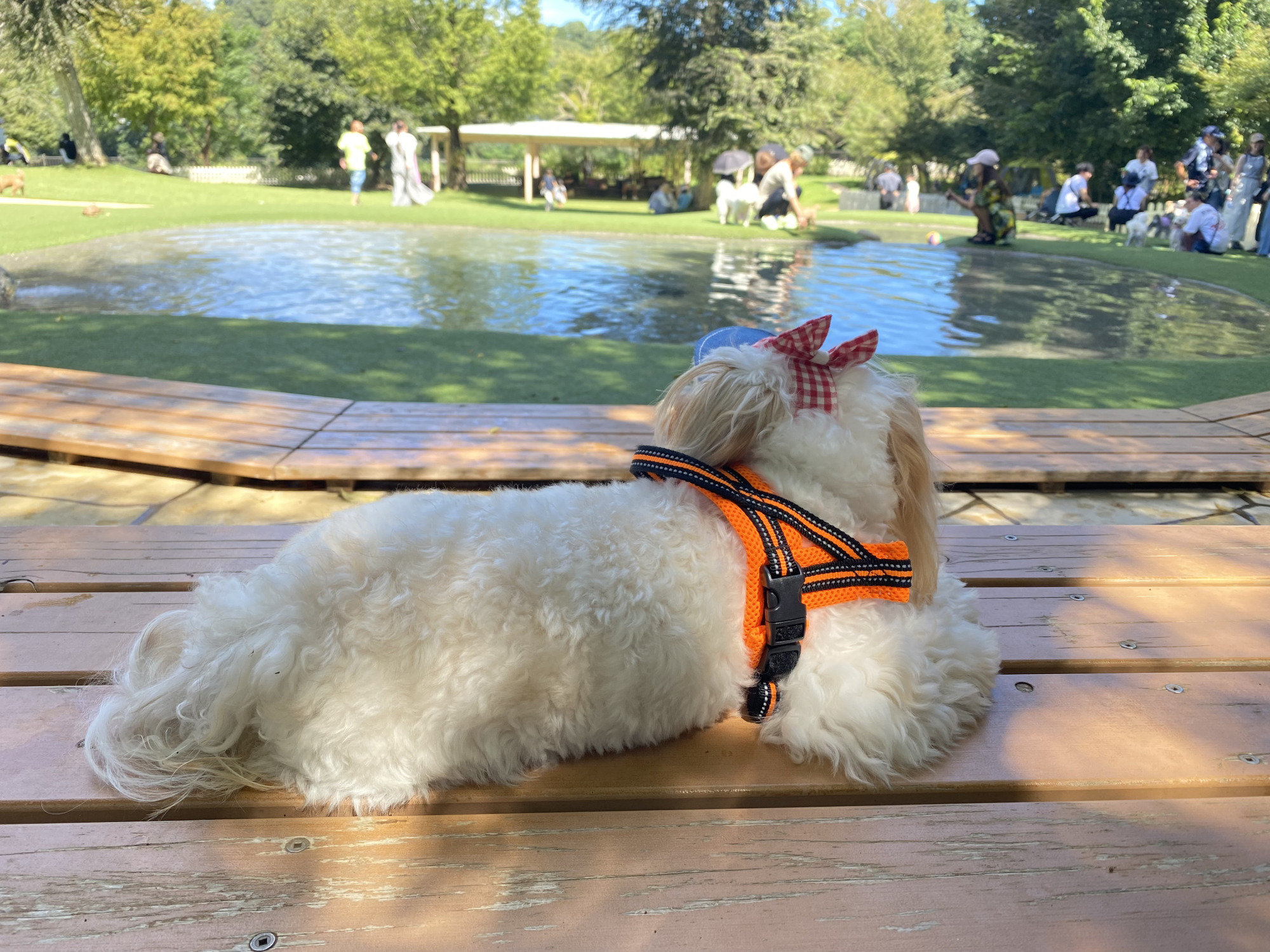 愛犬と並んで、みんなの泳ぎを見守るのも楽しいひととき♪