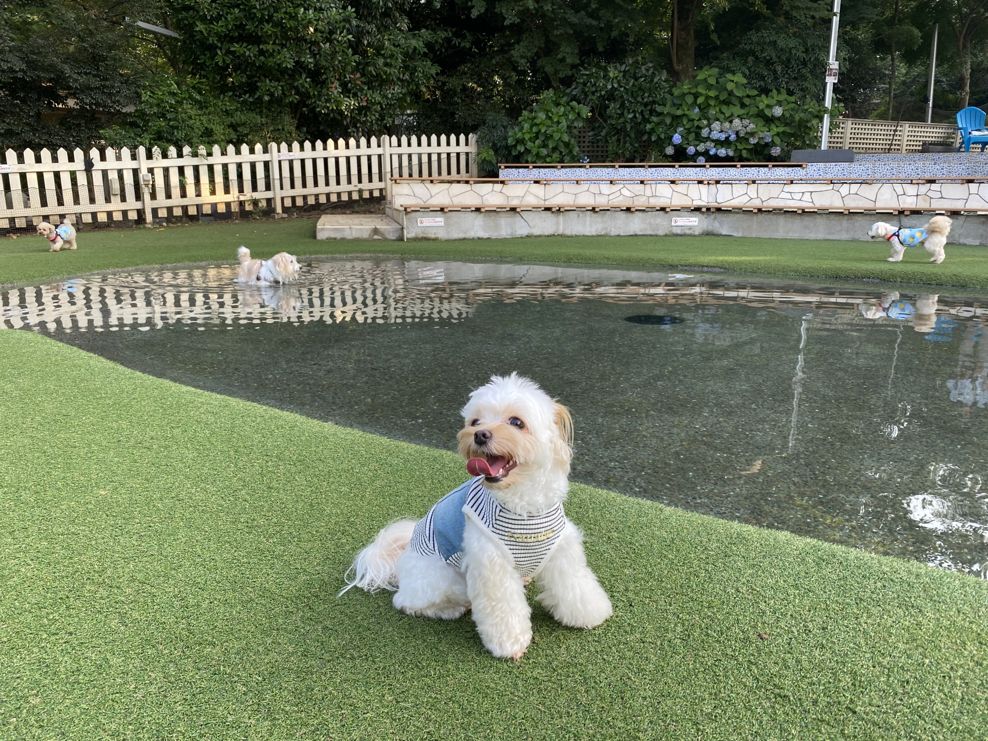 小型犬専用ドッグラン内