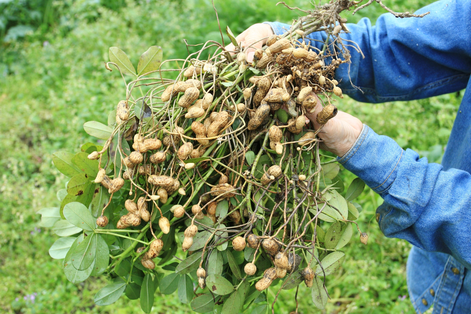 落花生掘りといえば千葉！おすすめのスポットを紹介します。