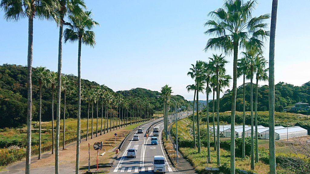 南国の雰囲気をドライブで満喫
