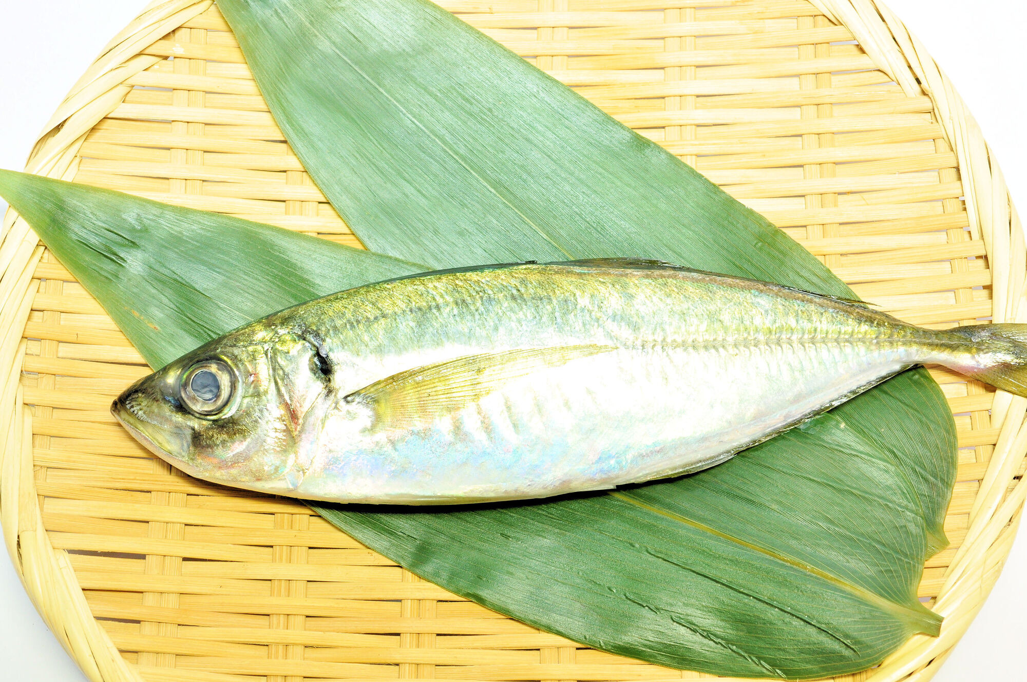 千葉のアジはなぜおいしい？