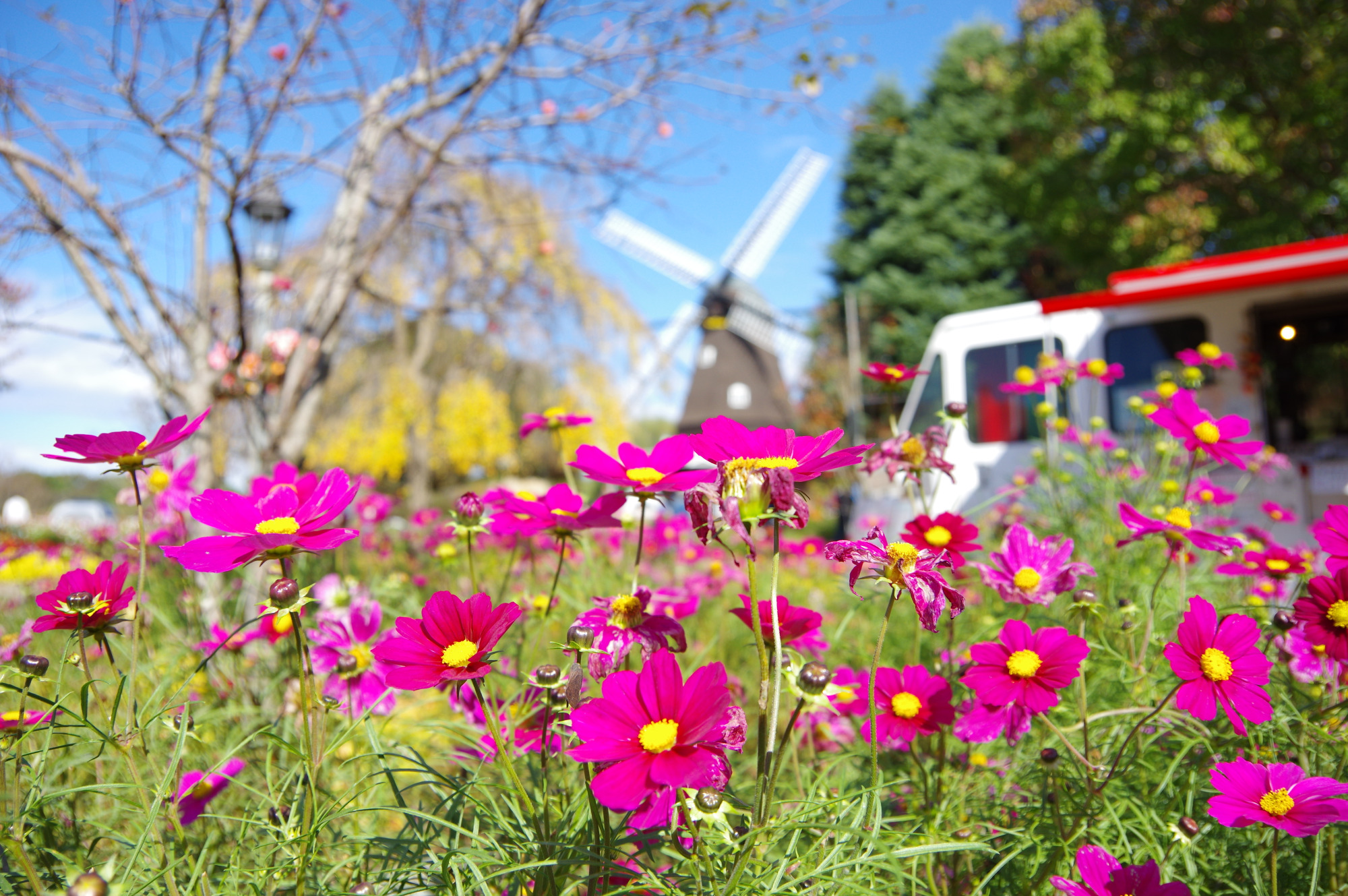 園内には常時100種類5万株もの草花が咲き誇ります