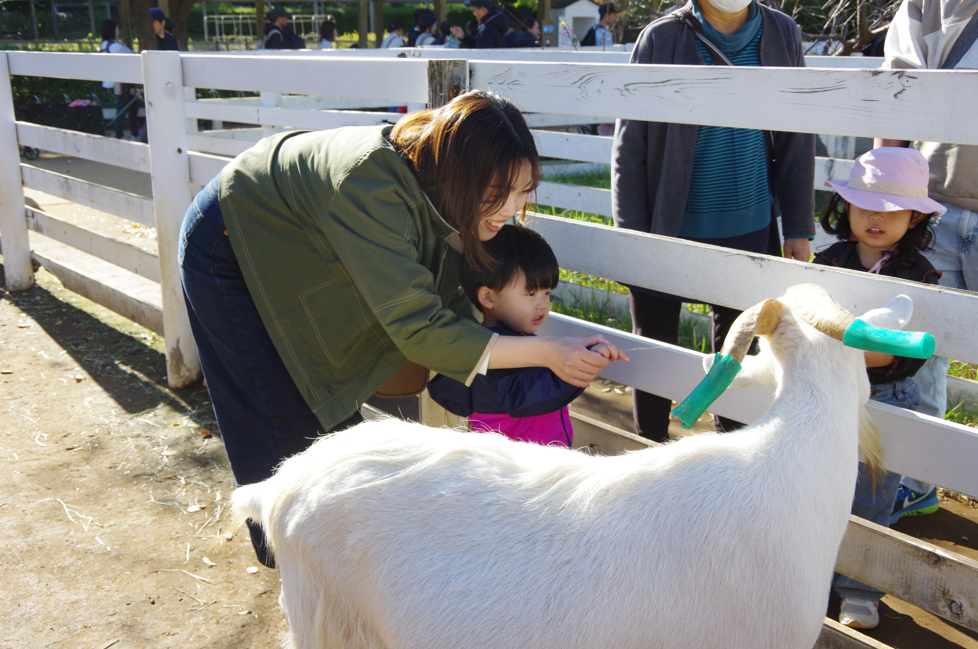 どうぶつたちと遊べる「どうぶつふれあい広場」