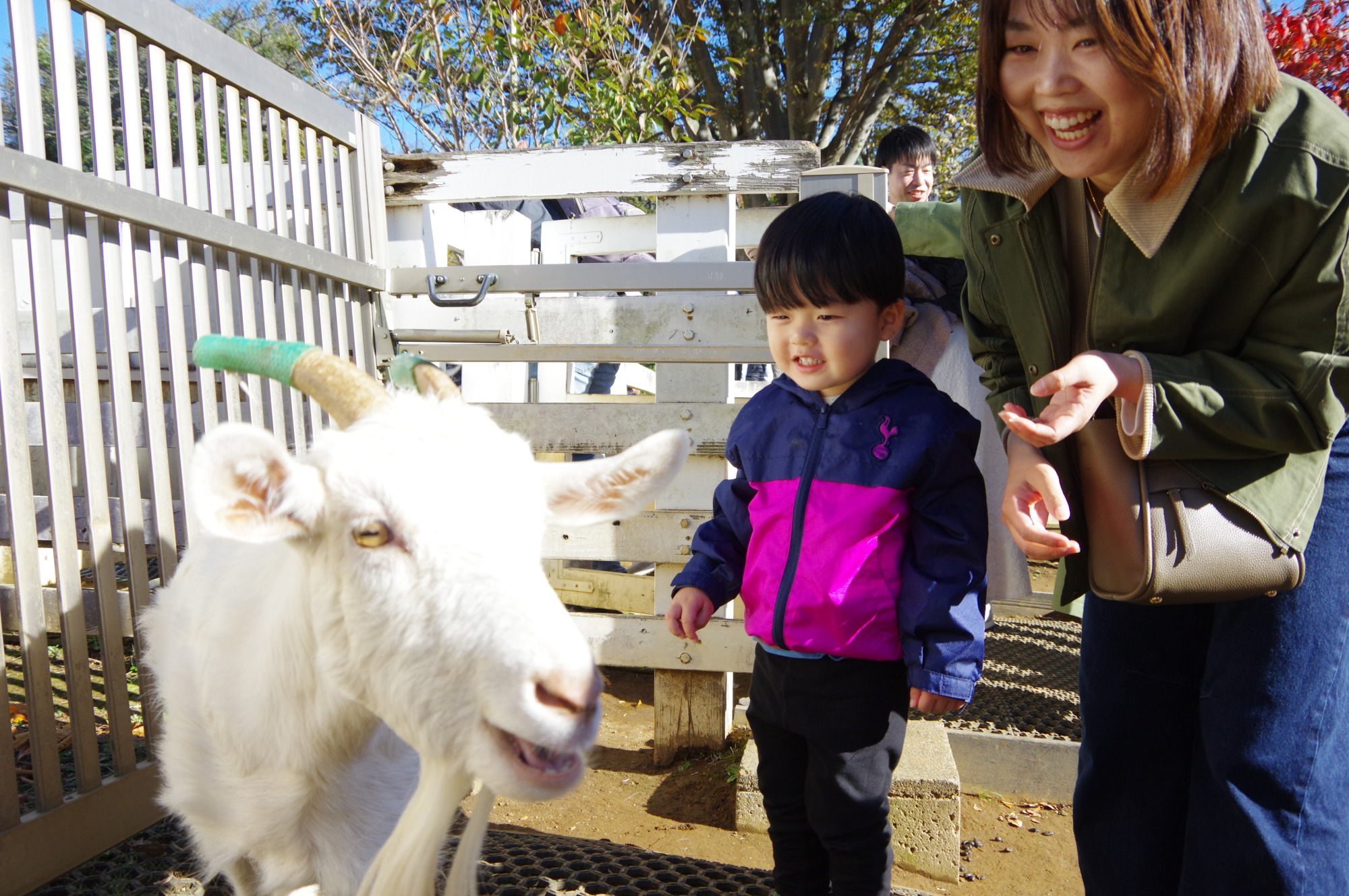 ヤギやヒツジは子どもたちに大人気