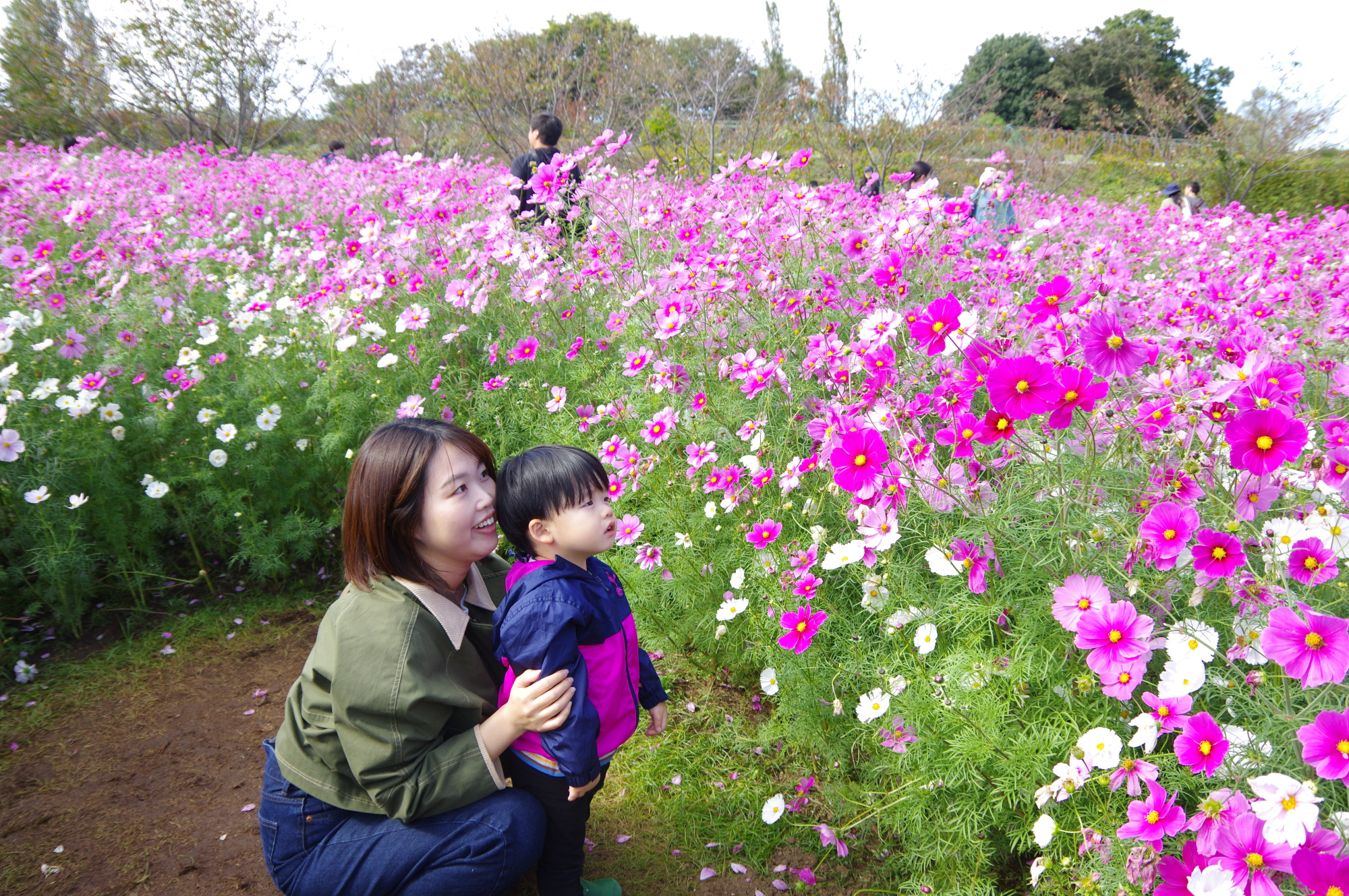 季節によって様々な花で迷路が作られます