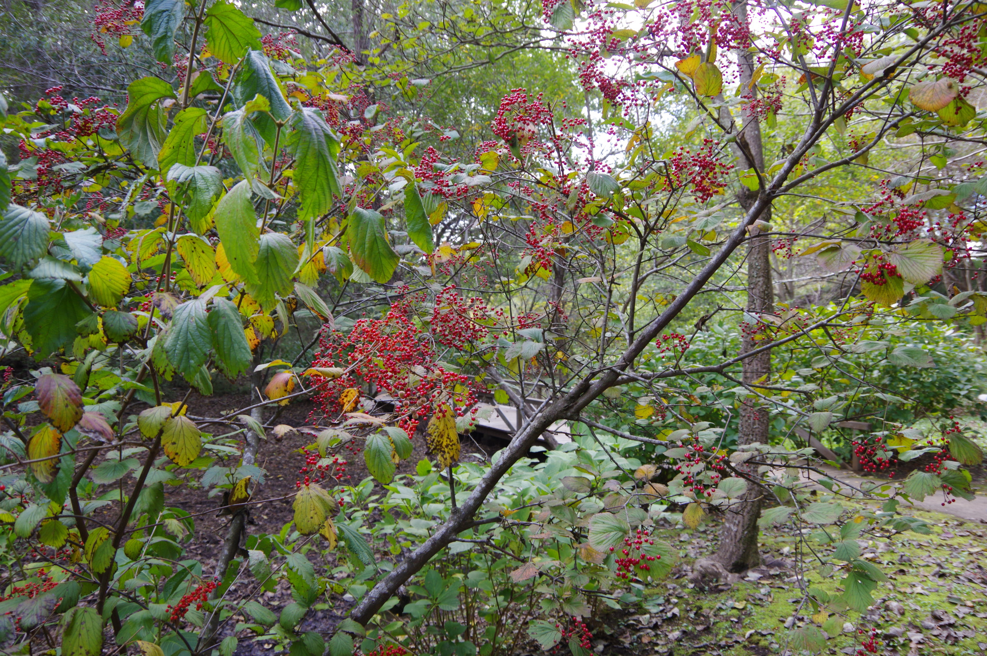 木の実や昆虫など、小さな発見がたくさん