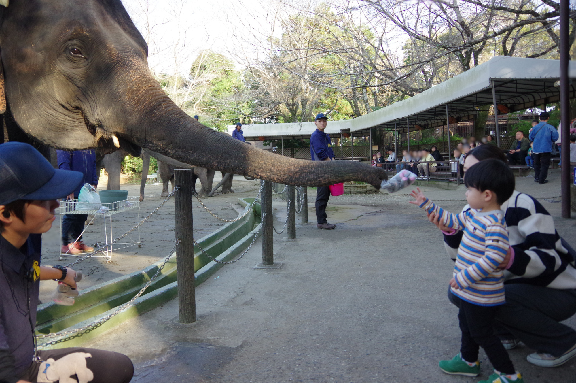 ぞうさんのお買い物