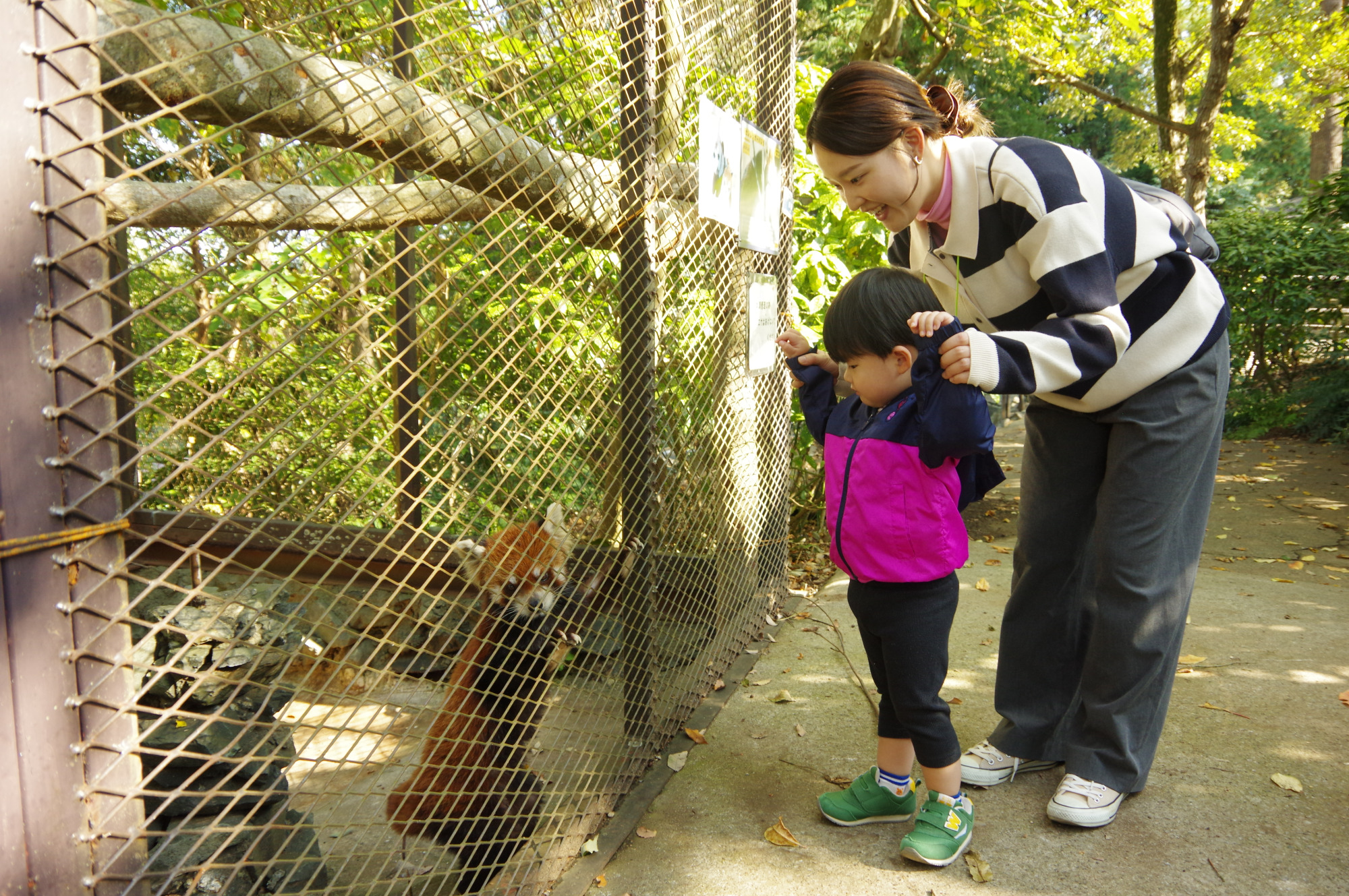 レッサーパンダ